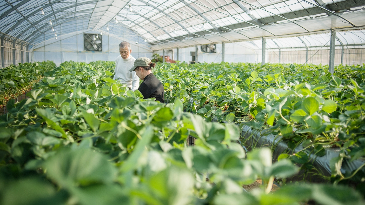 Two Asian workers in a greenhouse Two Asian workers in a greenhouse